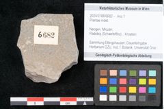 Foto (Objekt + Etikett) von Plantae indet.  (NHMW-GEO-2024-0188-6682)